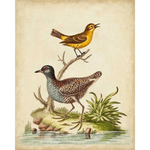 Antique Bird Menagerie II Gold Ornate Wood Framed Art Print with Double Matting by Edwards, George