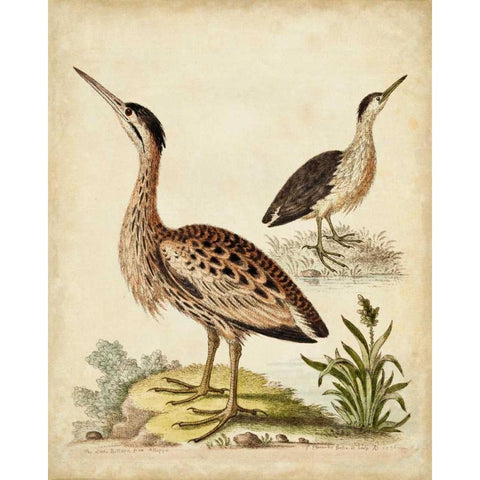 Antique Bird Menagerie III Gold Ornate Wood Framed Art Print with Double Matting by Edwards, George