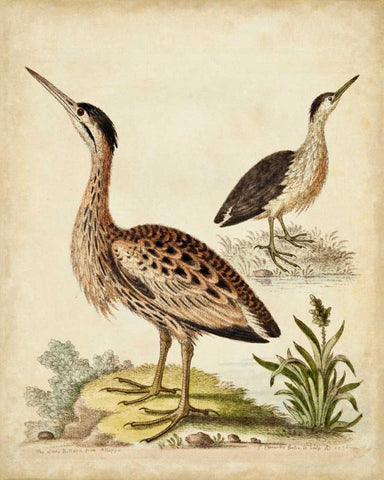 Antique Bird Menagerie III Black Ornate Wood Framed Art Print with Double Matting by Edwards, George