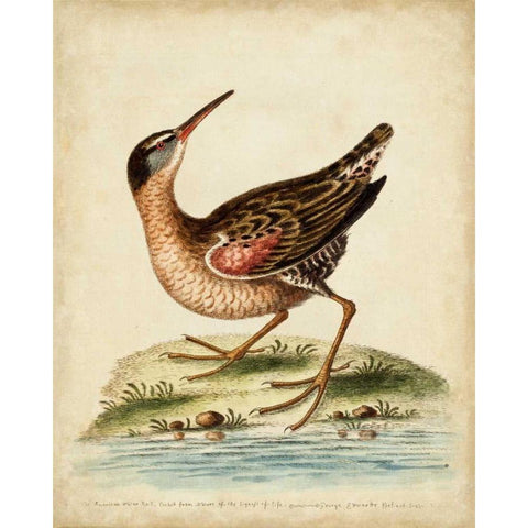 Antique Bird Menagerie IV White Modern Wood Framed Art Print by Edwards, George