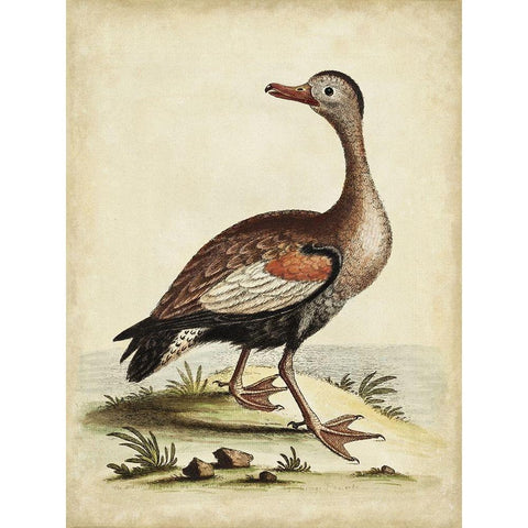 Antique Bird Menagerie VI Black Modern Wood Framed Art Print with Double Matting by Edwards, George
