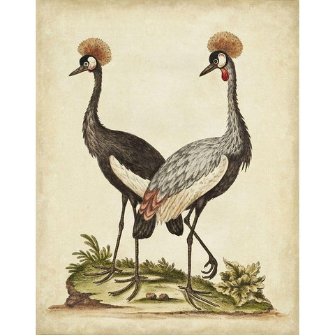 Antique Bird Menagerie VII Gold Ornate Wood Framed Art Print with Double Matting by Edwards, George