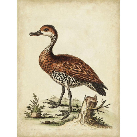 Antique Bird Menagerie VIII White Modern Wood Framed Art Print by Edwards, George