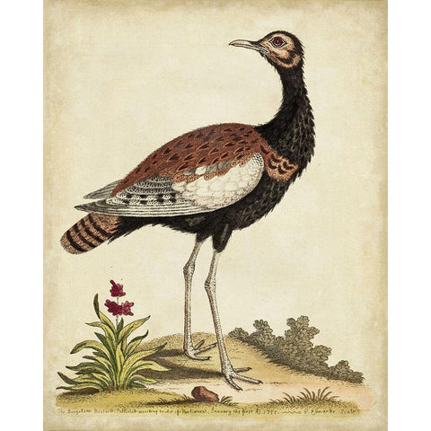 Antique Bird Menagerie IX White Modern Wood Framed Art Print by Edwards, George