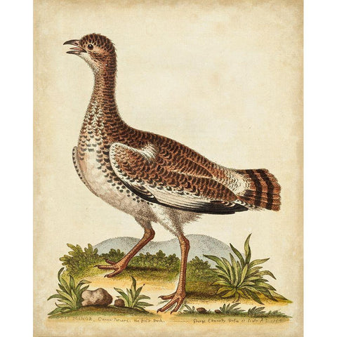 Antique Bird Menagerie X White Modern Wood Framed Art Print by Edwards, George