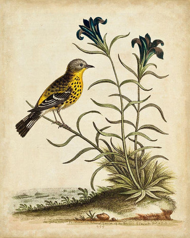 UA CH Natural Habitat III White Modern Wood Framed Art Print with Double Matting by Edwards, George