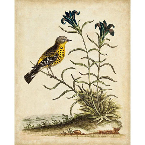 UA CH Natural Habitat III Black Modern Wood Framed Art Print by Edwards, George