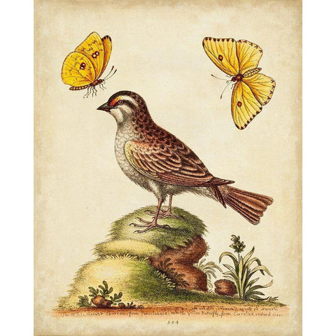 UA CH Natural Habitat IV Black Modern Wood Framed Art Print by Edwards, George