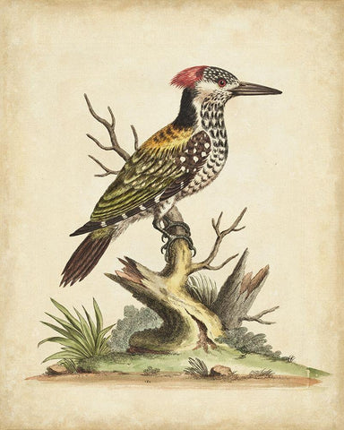 UA CH Edwards Woodpecker Black Ornate Wood Framed Art Print with Double Matting by Edwards, George