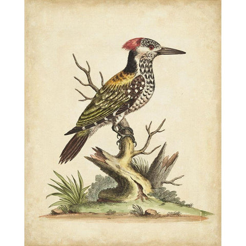 UA CH Edwards Woodpecker White Modern Wood Framed Art Print by Edwards, George