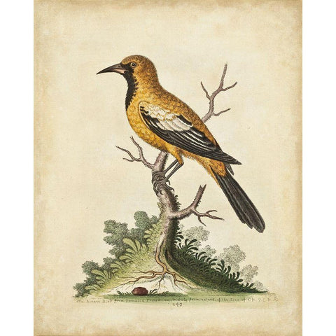 UA CH Edwards Gold Finch White Modern Wood Framed Art Print by Edwards, George