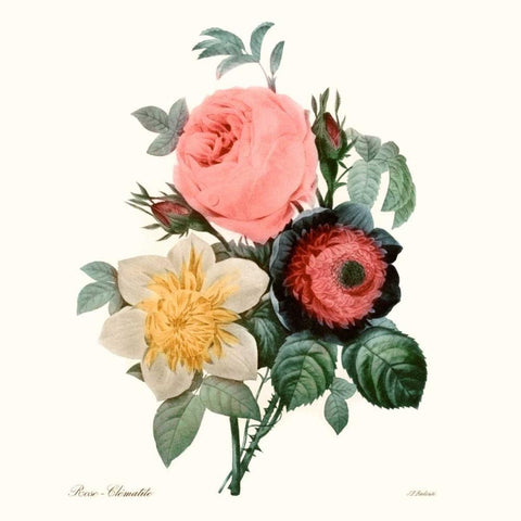 Blushing Bouquet II White Modern Wood Framed Art Print with Double Matting by Redoute, Pierre