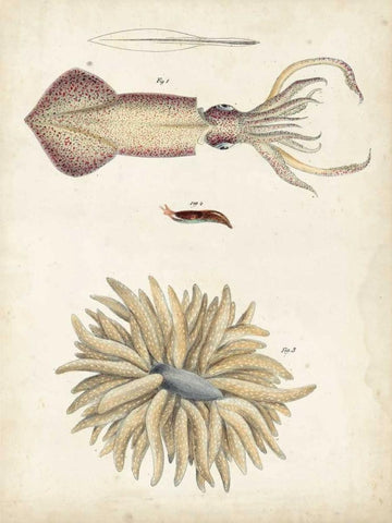 Ocean Curiosities I Black Ornate Wood Framed Art Print with Double Matting by Dekay