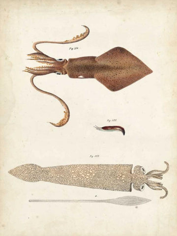 Ocean Curiosities II Black Ornate Wood Framed Art Print with Double Matting by Dekay