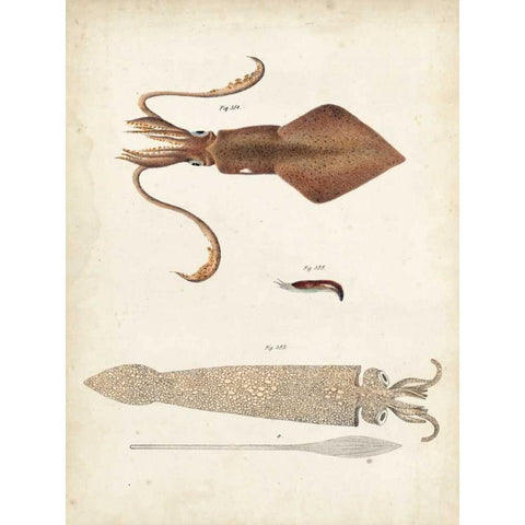 Ocean Curiosities II Black Modern Wood Framed Art Print by Dekay