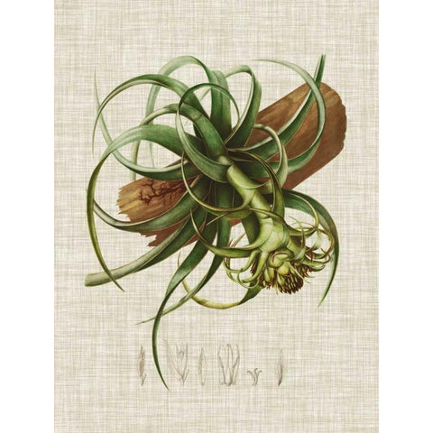 Elegant Tropicals V Gold Ornate Wood Framed Art Print with Double Matting by Vision Studio