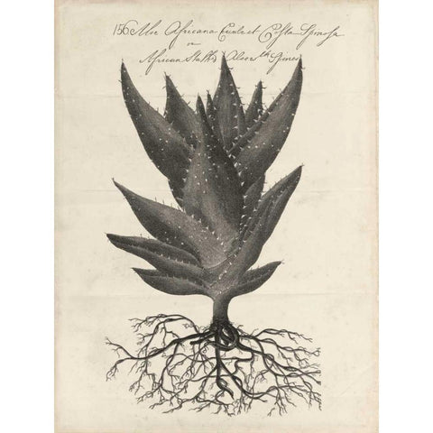 Thornton Succulents I Black Modern Wood Framed Art Print with Double Matting by Thornton, Robert J.