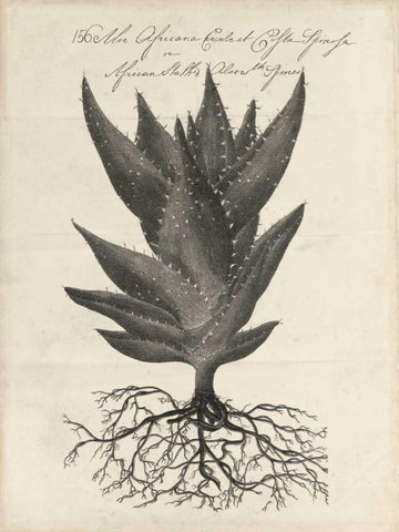 Thornton Succulents I Black Ornate Wood Framed Art Print with Double Matting by Thornton, Robert J.