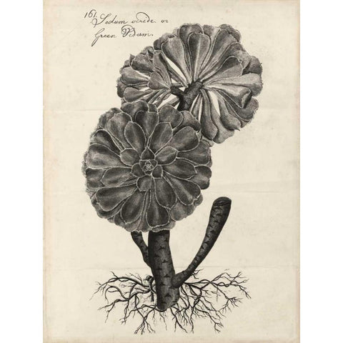 Thornton Succulents II Gold Ornate Wood Framed Art Print with Double Matting by Thornton, Robert J.