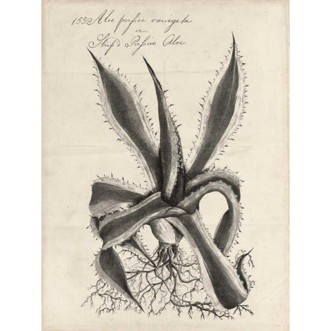 Thornton Succulents III Gold Ornate Wood Framed Art Print with Double Matting by Thornton, Robert J.