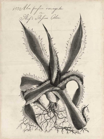 Thornton Succulents III White Modern Wood Framed Art Print with Double Matting by Thornton, Robert J.