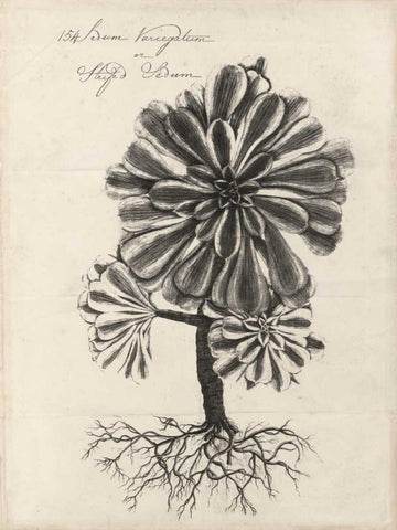 Thornton Succulents IV White Modern Wood Framed Art Print with Double Matting by Thornton, Robert J.