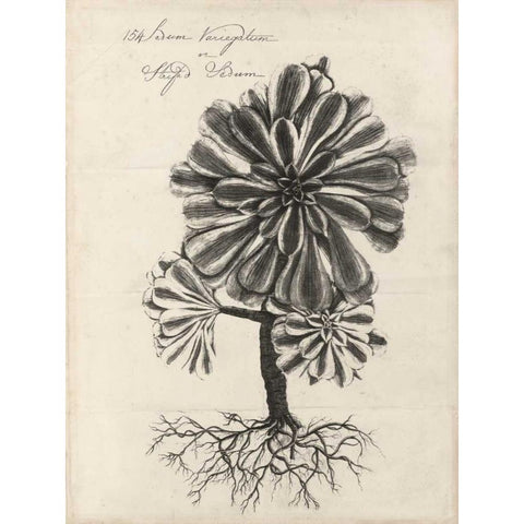 Thornton Succulents IV Black Modern Wood Framed Art Print with Double Matting by Thornton, Robert J.