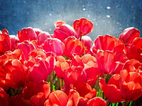 Fuchsia Tulips I Black Ornate Wood Framed Art Print with Double Matting by Perry, Rachel