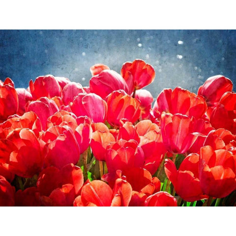 Fuchsia Tulips I Black Modern Wood Framed Art Print with Double Matting by Perry, Rachel