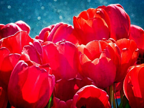 Fuchsia Tulips II White Modern Wood Framed Art Print with Double Matting by Perry, Rachel