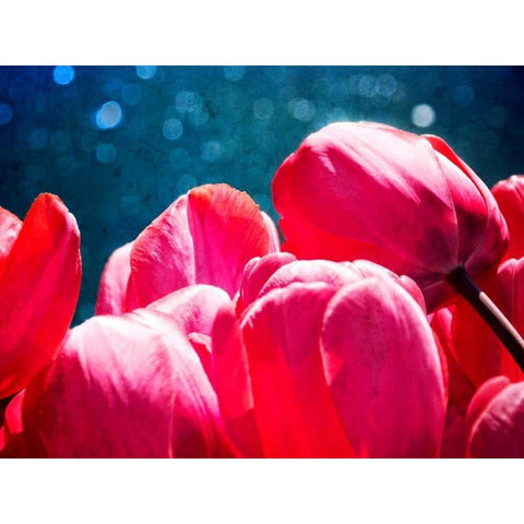 Fuchsia Tulips III Gold Ornate Wood Framed Art Print with Double Matting by Perry, Rachel