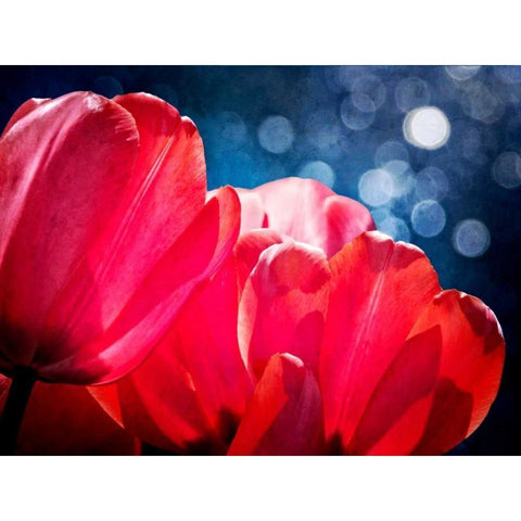 Fuchsia Tulips IV Black Modern Wood Framed Art Print with Double Matting by Perry, Rachel