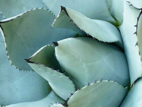 Agave Detail I Black Ornate Wood Framed Art Print with Double Matting by Alison Jerry