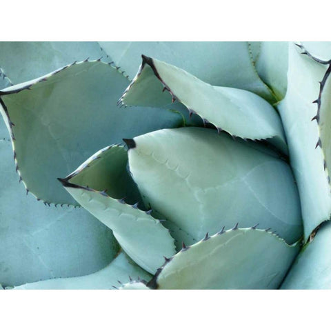 Agave Detail I Gold Ornate Wood Framed Art Print with Double Matting by Alison Jerry