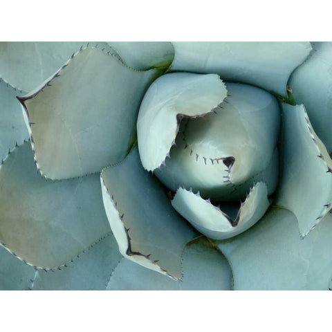 Agave Detail II Gold Ornate Wood Framed Art Print with Double Matting by Alison Jerry