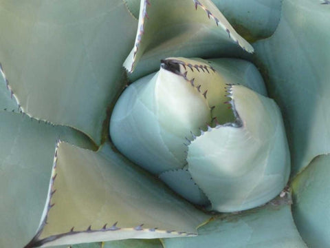 Agave Detail III Black Ornate Wood Framed Art Print with Double Matting by Alison Jerry