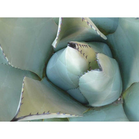 Agave Detail III Black Modern Wood Framed Art Print by Alison Jerry