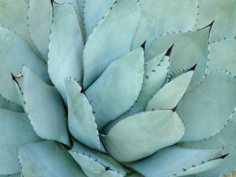 Agave Detail IV White Modern Wood Framed Art Print with Double Matting by Alison Jerry