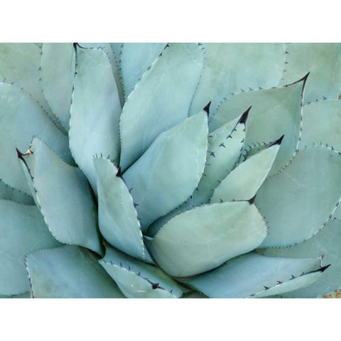 Agave Detail IV Black Modern Wood Framed Art Print with Double Matting by Alison Jerry