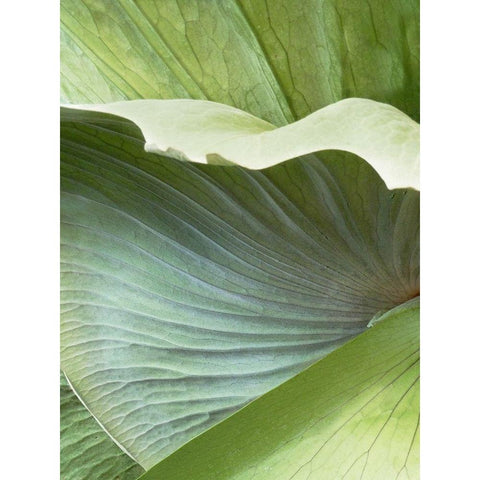 Banana Leaf I Gold Ornate Wood Framed Art Print with Double Matting by Jerry, Alison