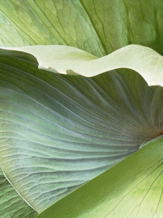 Image Only