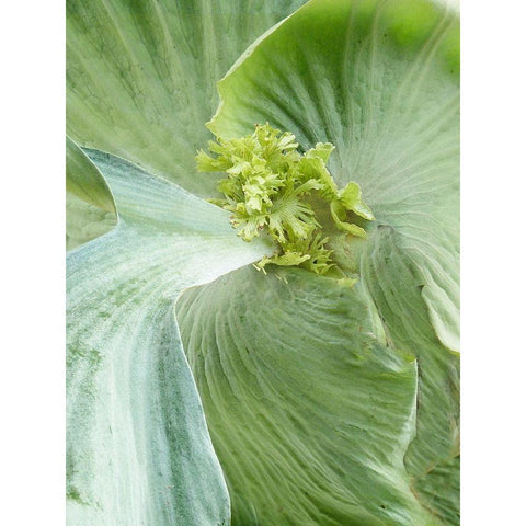 Banana Leaf II Gold Ornate Wood Framed Art Print with Double Matting by Jerry, Alison