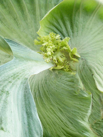 Banana Leaf II Black Ornate Wood Framed Art Print with Double Matting by Jerry, Alison