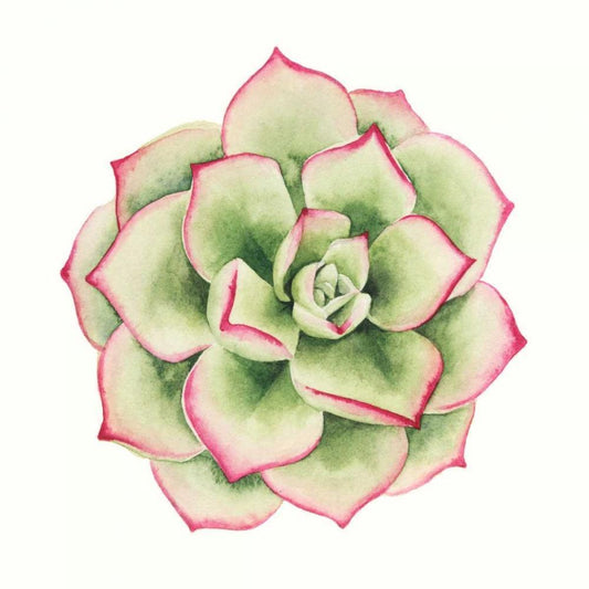 Image Only