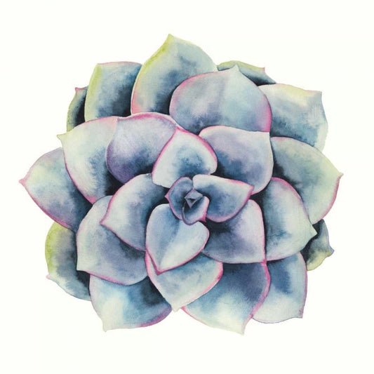 Image Only