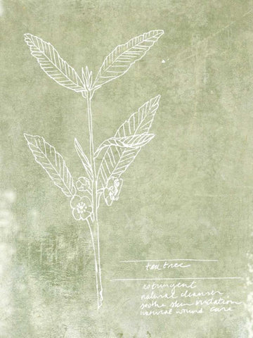 Essential Botanicals IV White Modern Wood Framed Art Print with Double Matting by Fagalde, Jarman