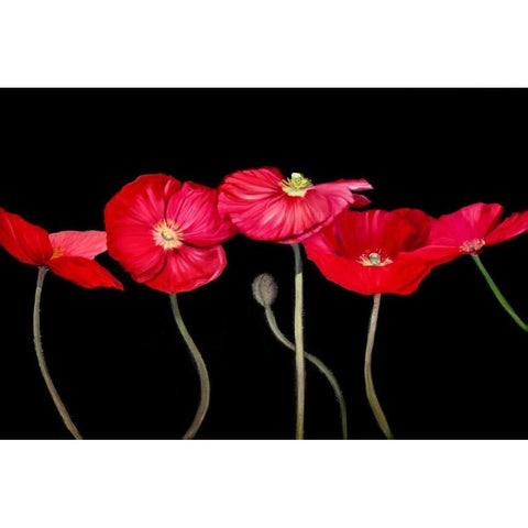 Dramatic Poppies White Modern Wood Framed Art Print by Iafrate, Sandra