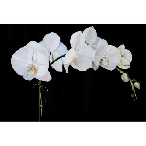 Dramatic Orchids II White Modern Wood Framed Art Print by Iafrate, Sandra
