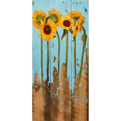 Sunflowers on Wood II Black Modern Wood Framed Art Print with Double Matting by Iafrate, Sandra