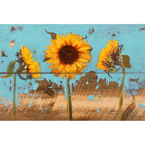 Sunflowers on Wood IV White Modern Wood Framed Art Print by Iafrate, Sandra